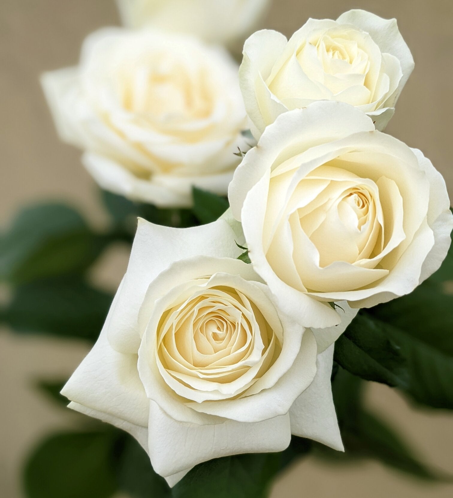 All Flowers & Bouquets Bridge Road Florist Melbourne