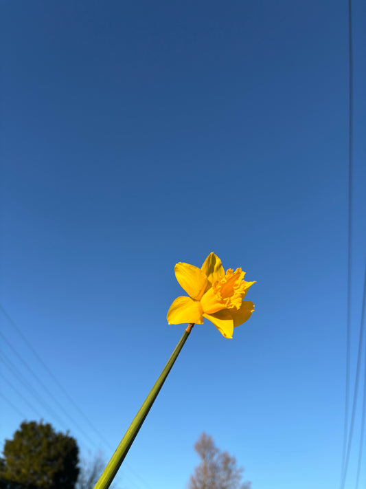 Daffodil Bunches