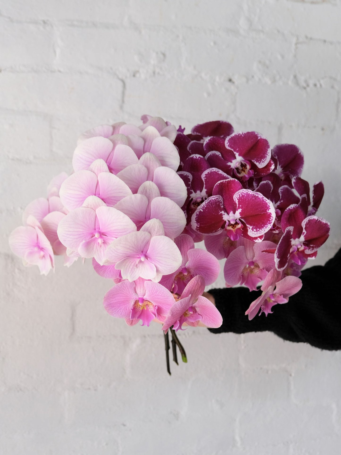 Hand cradles a stunning arrangement of pink and white orchids, highlighting the flowers' intricate details and colors.