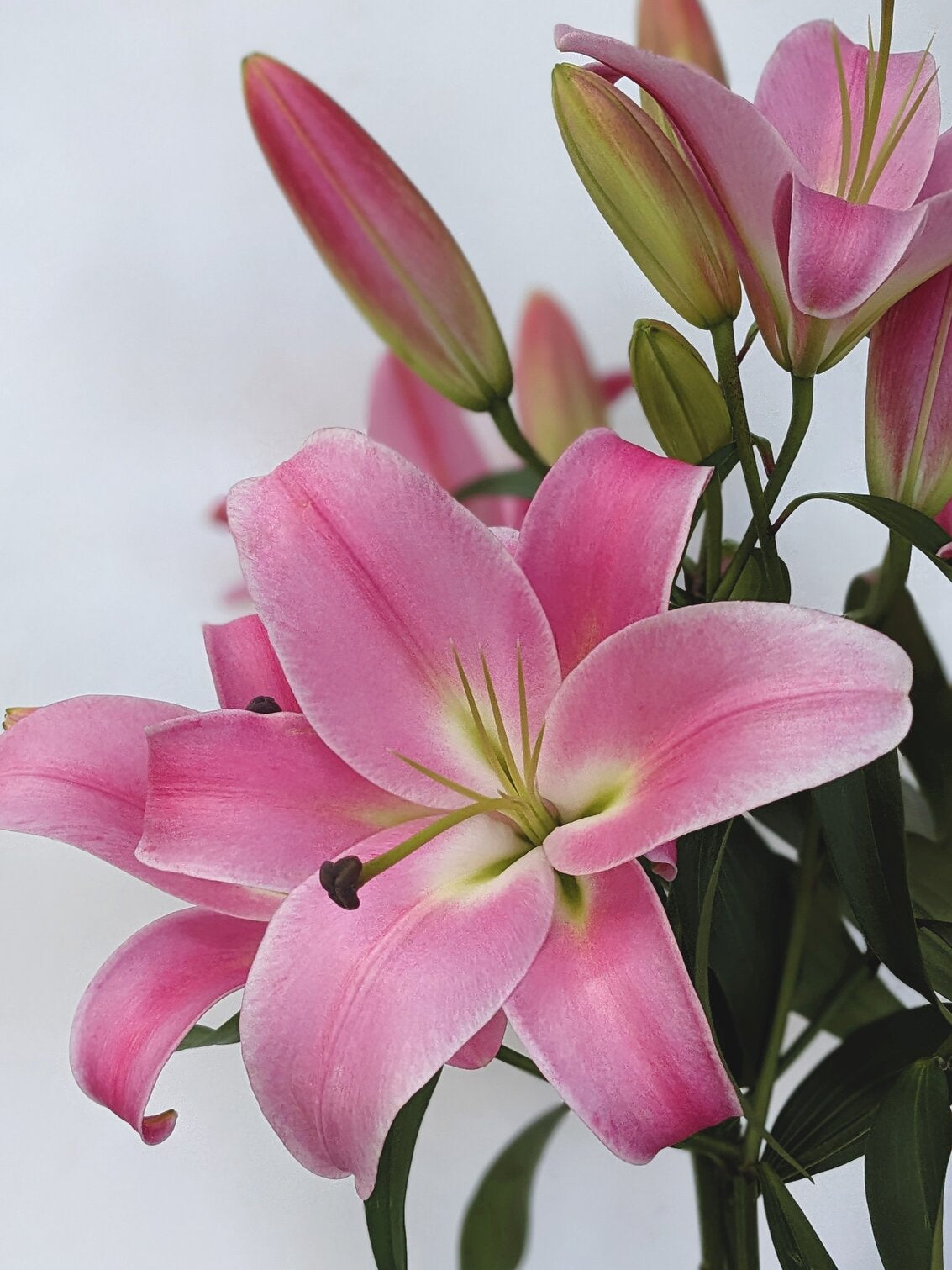 Oriental Lilies En Masse