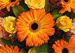 Shop Flowers