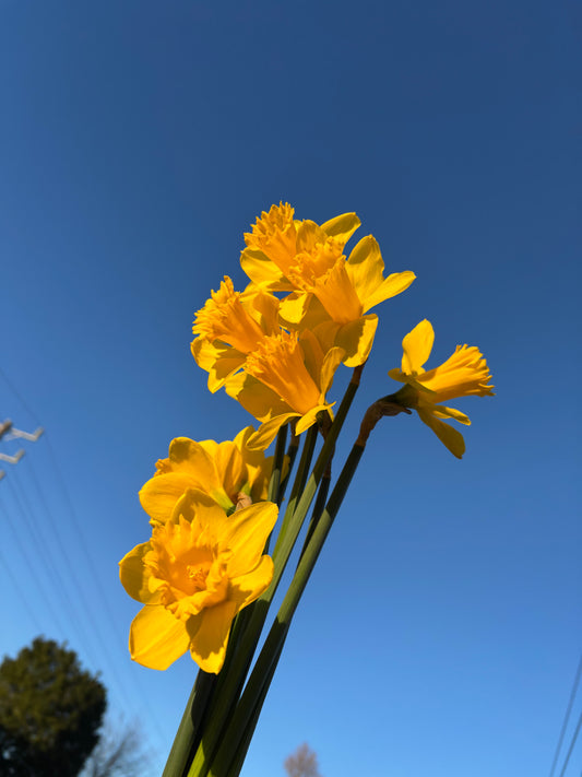 Daffodil Bunches