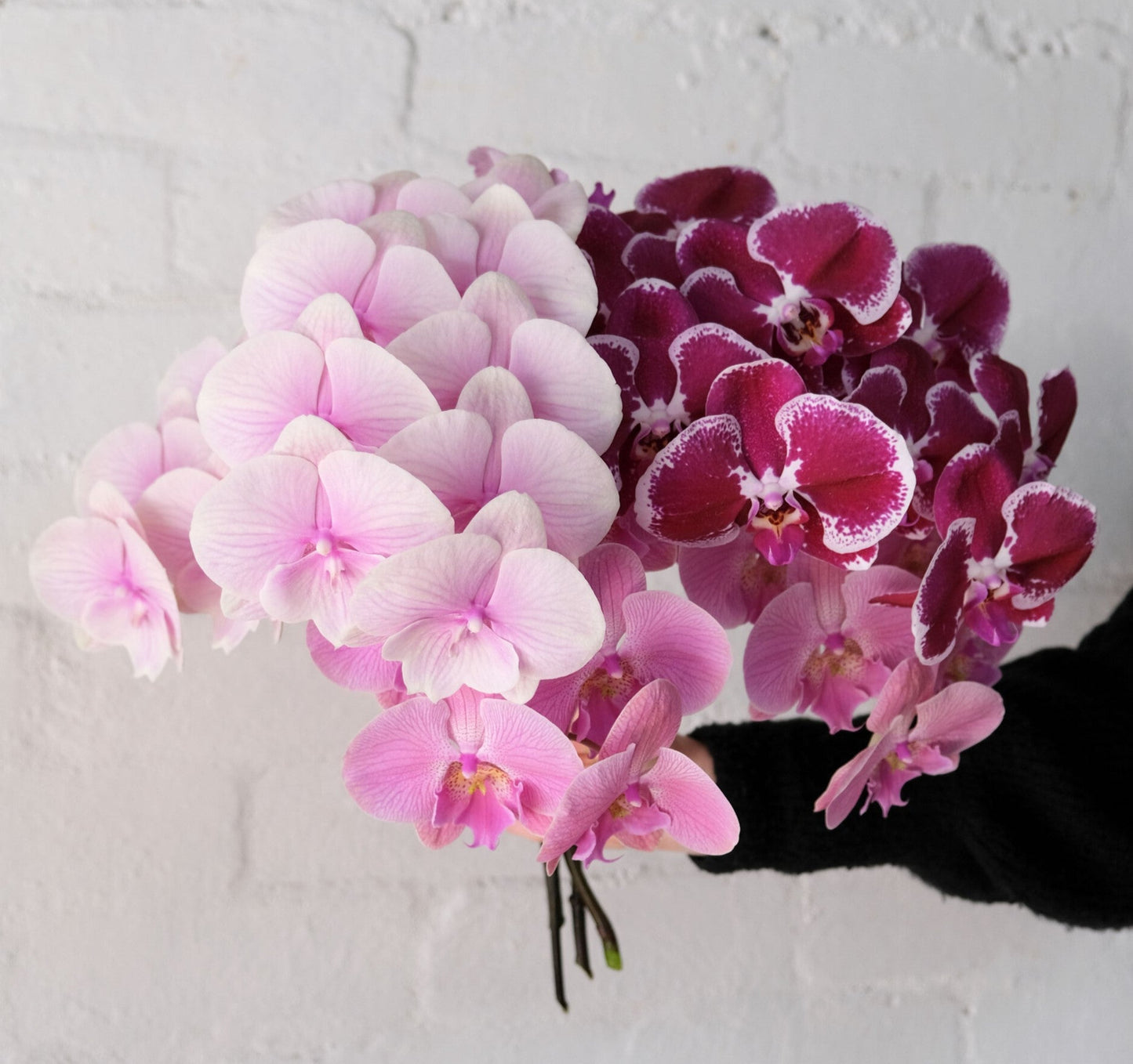 ✿ Phalaenopsis Orchids