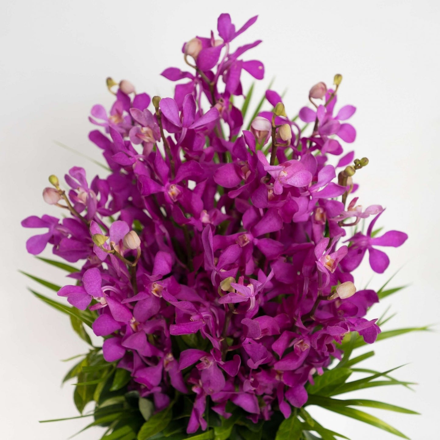 Bouquet of vibrant purple orchid flowers against a white background.